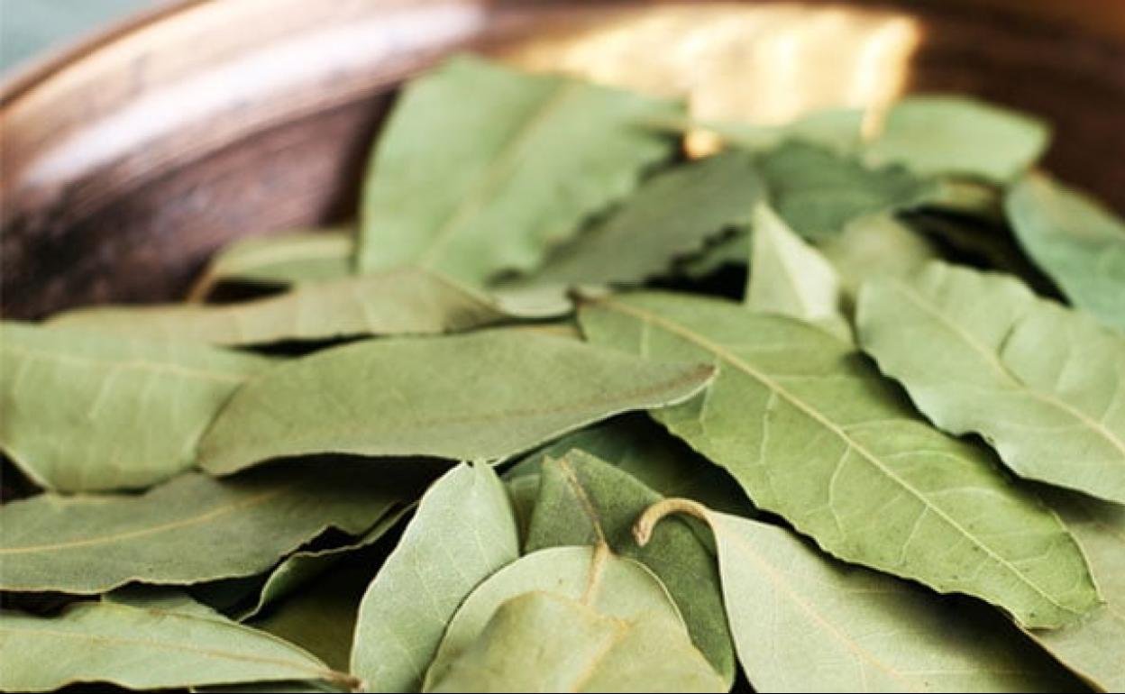 El truco casero para ahuyentar a las cucarachas en casa con laurel Diario Sur